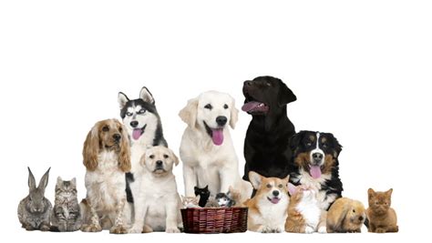 Hitta perfekta group of puppies bilder och redaktionellt nyhetsbildmaterial hos getty images. Group Of Dogs And Kittens On White Background. Stock Footage Video 28610407 | Shutterstock