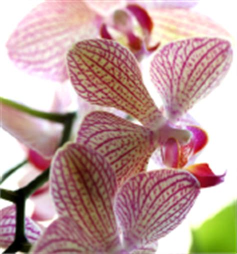 Our service areas include local hospitals, funeral homes, schools and churches in miami. Wholesale flowers miami, miami wholesale roses miami ...