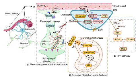 Frontiers Astrocyte Metabolism And Signaling Pathways In The Cns