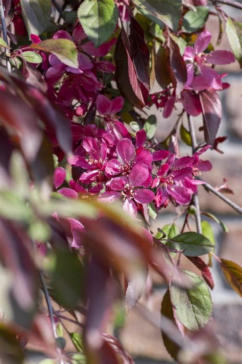 Ornamental Malus Apple Tree Plant Flowering During Springtime Toringo