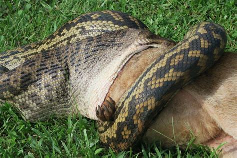Python Opens Its Jaws To Eat Wallaby Abc News