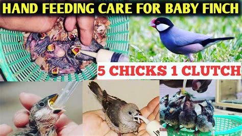 Hand Feeding Baby Finch How To Hand Feed Finch Java Finch Tamil