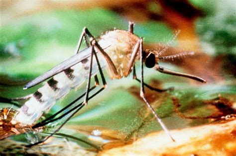 Die asiatische tigermücke (aedes albopictus) fühlt sich in mildem und sehr feuchtem klima besonders wohl. Tigermücke im Anflug auf Österreich - Österreich ...