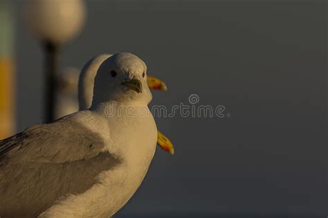 Portrait Of A Gull Stock Image Image Of Season Sunny 64339815