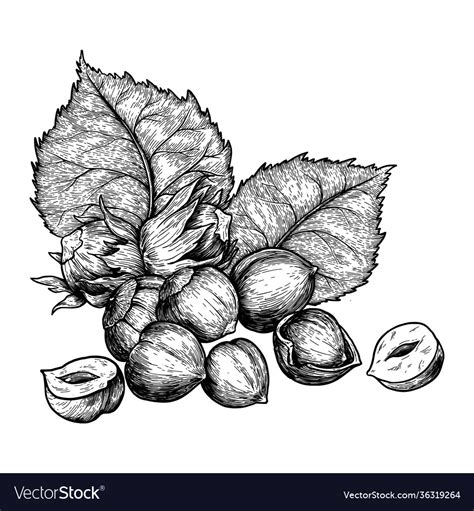 Hazelnuts Nuts And Leaves Hand Drawn Sketches Vector Image