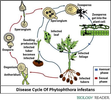 Life Cycle Of Phytophthora Infestans Potato Late Blight Sexiz Pix