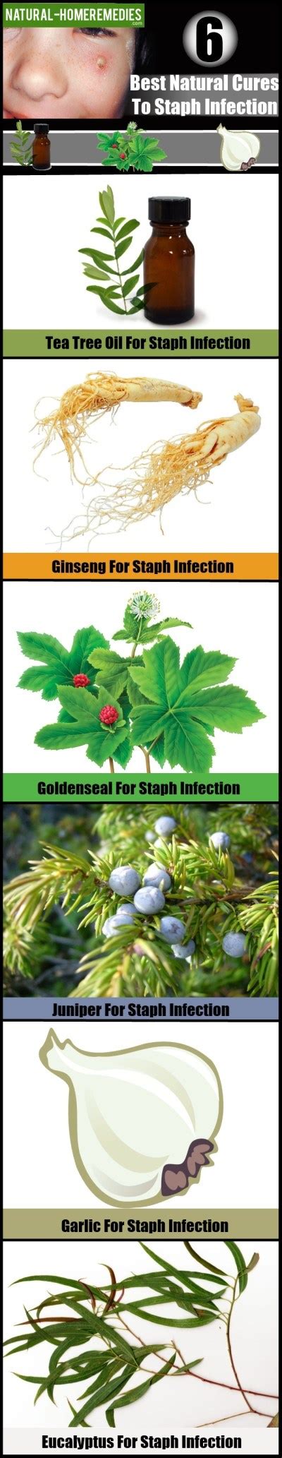 6 Best Natural Remedies For Staph Infection Natural Home Remedies