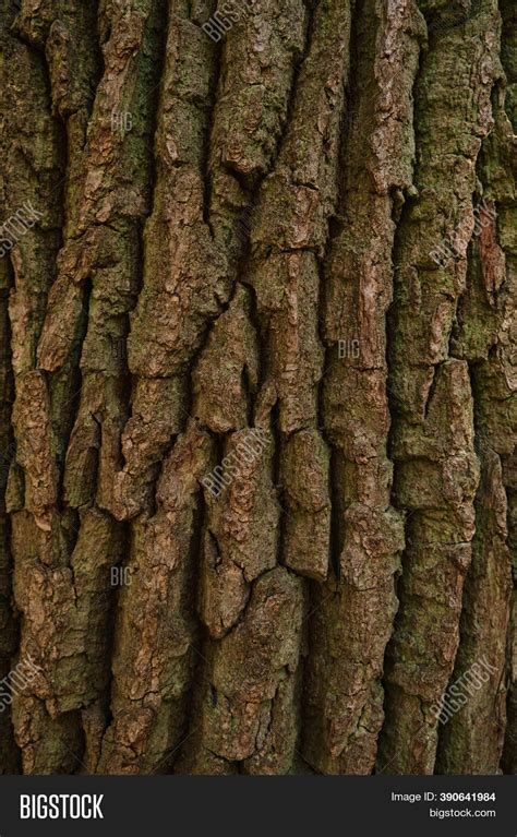Old Tree Bark Texture Image And Photo Free Trial Bigstock