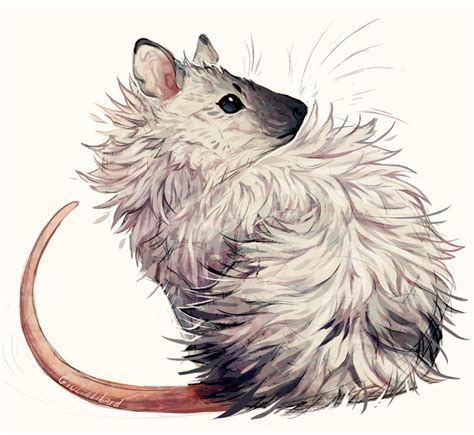 Rat Art Illustration Pictures Carroll Rodamis