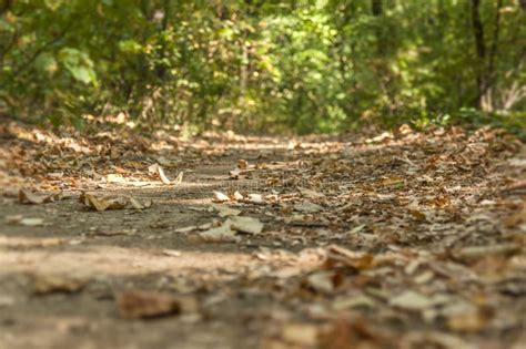 Green Forest Soil Dirty Path For Walking And Running Lane Stock Image