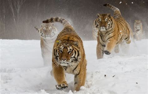 3840x2400 Siberian Tigers 4k Hd 4k Wallpapersimagesbackgrounds