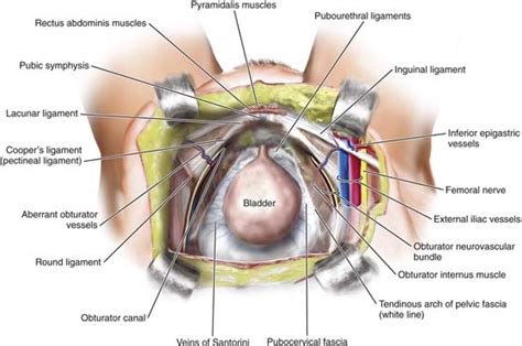 Anatomia Dello Spazio Retropubico Clinical Gate Online Stream