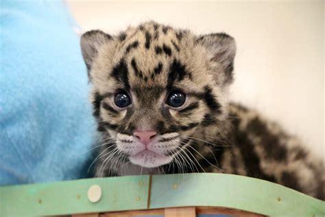 Spotted Adorable Rare Baby Clouded Leopard Born Weighing