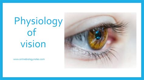 Physiology Of Vision Online Biology Notes