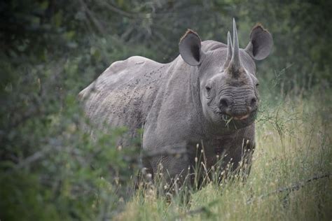 16 Interesting Facts About The Black Rhino The Endangered Fighter