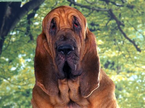 Bloodhound Hound Dogs Wallpaper 15363688 Fanpop
