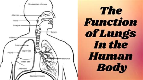 The Function Of Lungs In The Human Body Youtube