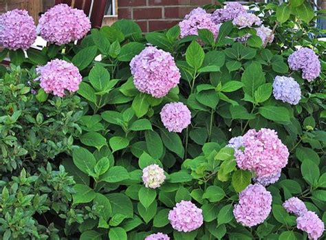 Maybe you would like to learn more about one of these? hydrangea flower balls in purplish pink'.JPG