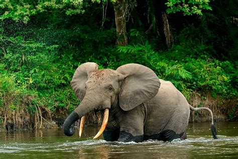 How Forest Elephants Move Depends On Water Humans And Also Their