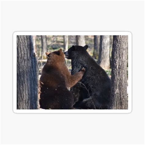 American Black Bear Hug Sticker For Sale By Nottinghill Redbubble