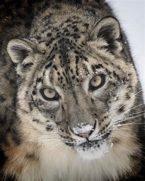 Snow Leopard Adult Head Shot Stock Image Image Of Winter Animal