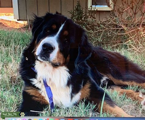 Stud Dog Gorgeous Male Bernese Mountain Dog With The