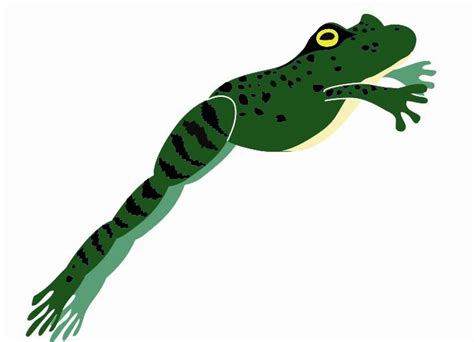 Free Frog Jumping Cliparts Download Free Frog Jumping Cliparts Png