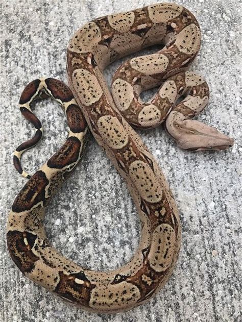 Colombian Red Tail Boas For Sale Snakes At Sunset