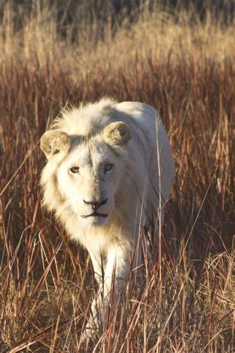 Snapchat Samii1010 White Lion By Mikey Riccio White Lion Lion