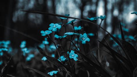 Free Download Download Wallpaper 2048x1152 Flowers Blue Field Blur
