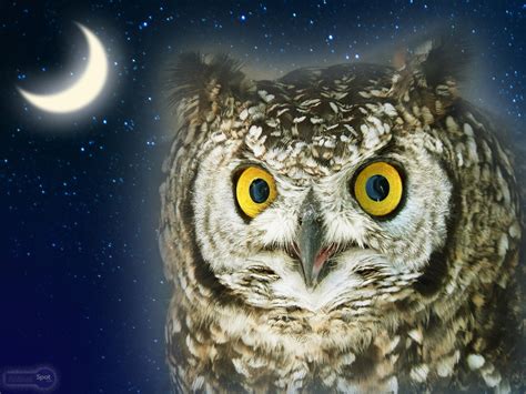 Owl Wallpapers Animal Spot