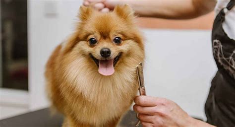 9500 falls of neuse rd. Pomeranian | Dog Breed Information Complete Guide | Dog ...