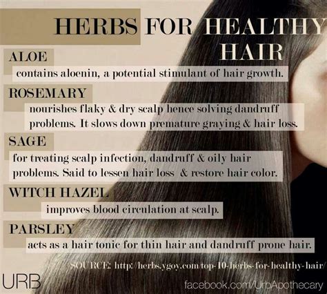 Herbs For Healthy Hair Healthy Hair Tips Herbs For Hair Healthy Hair