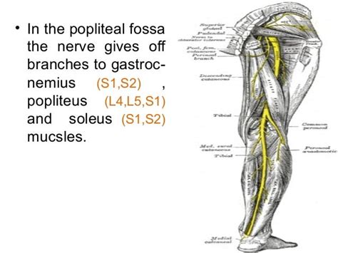 Anatomy Of Posterior Tibial Nerve By Im