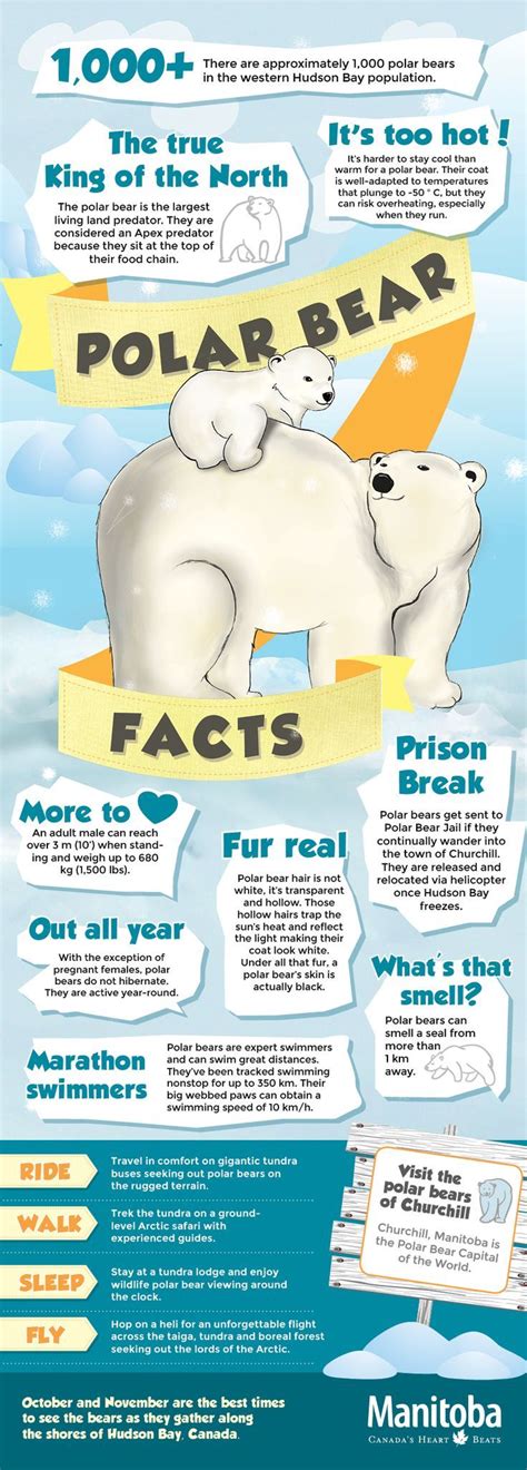 Fun Facts On Polar Bears Churchill Manitoba Wildlife Viewing