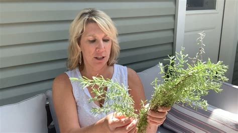 Sniffing Rosemary Find Out Why YouTube
