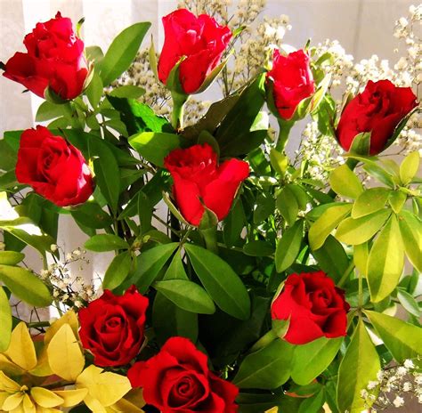 Red Roses Free Photo Download Freeimages