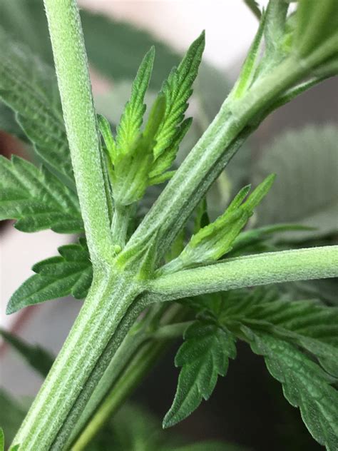 Jun 02, 2021 · the adam stanton house is offering a virtual house tour along with the opportunity to stroll the outside grounds, admire the architecture, and enjoy the herb and perennial flower gardens at 63 e. Male preflowers? | Grasscity Forums - The #1 Marijuana ...