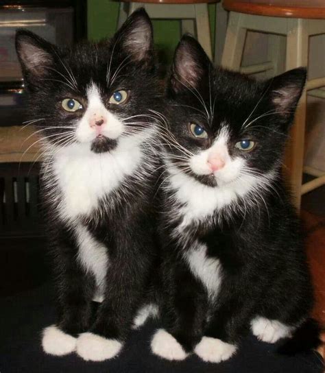 Two Cute Tuxedo Cats Pinterest