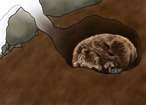 Bear Hibernation Katmai National Park And Preserve Us National Park
