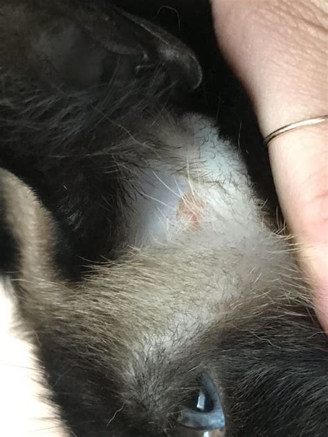 Smalll Bumpscab In My Cats Ear Catcare