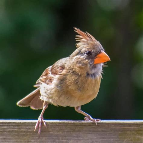All About Baby Cardinals With Photos And Videos