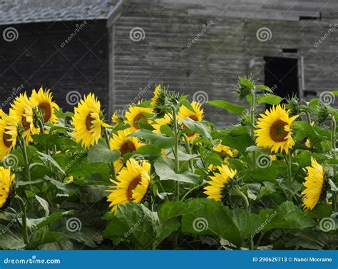 Sunflower Field Flowers With Weathered Barn In The Fingerlakes Nys