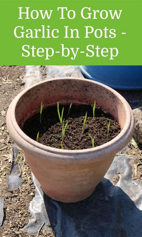 How To Grow Garlic In Pots Step By Step Growing Garlic Growing