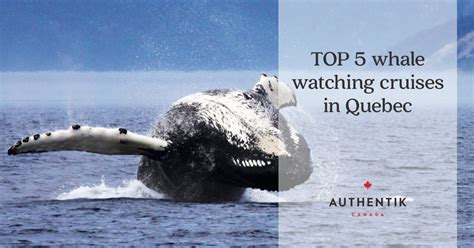 Top 5 Quebec Whale Watching Cruises Tours Authentik Canada