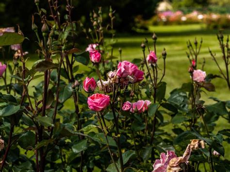 The Flowers Of Wild Rose Medicinal Blooming Wild Rose Bush Rose Hip