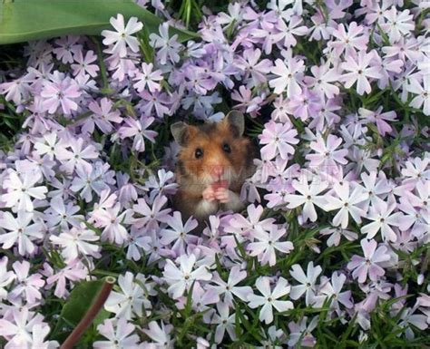 Hamsters And Flowers Animals