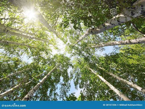 Tops Of Birch Trees And Sun Stock Photo Image Of Tree Forest 38107206
