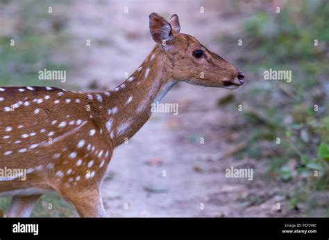 Spotted Deer Or Chital Axis Axis Chitwan National Park Nepal Stock
