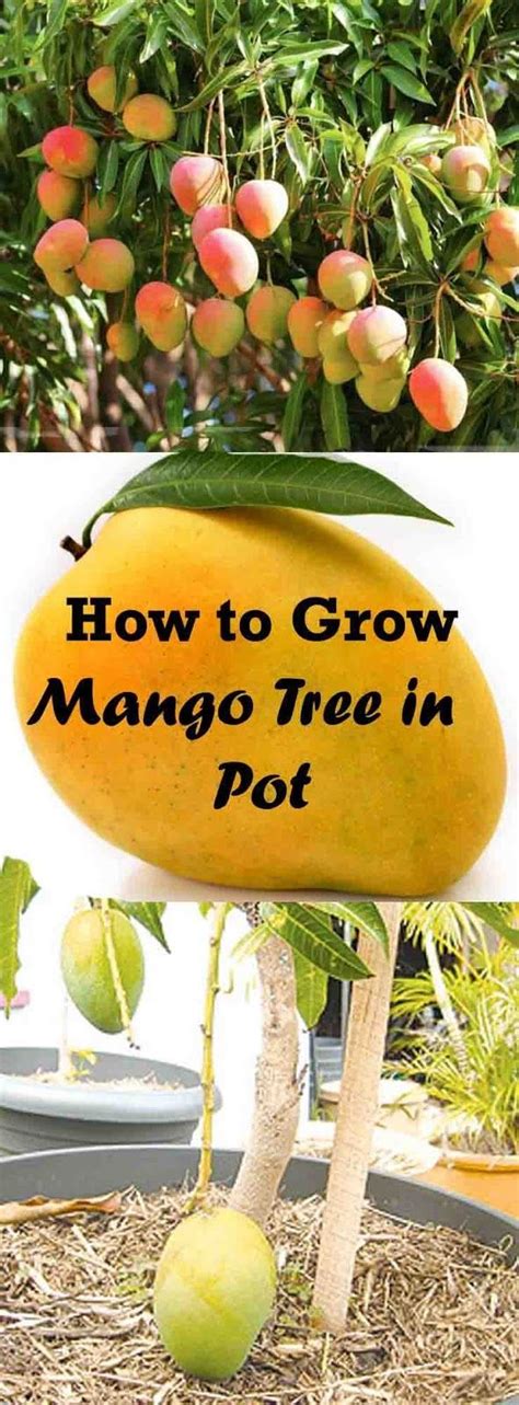 Trust Me You Will Love This Idea To Grow Mangoes In A Pot This Is